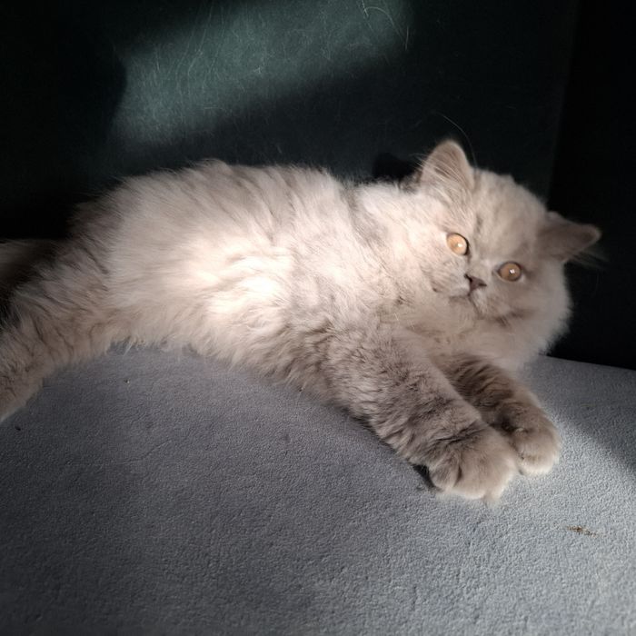 Liliowa długowłosa  kotka brytyjska - oryginalny rodowód, Fpl