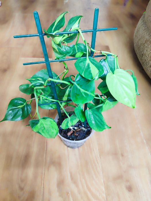 Фікус Керлі, набори різних фікусів