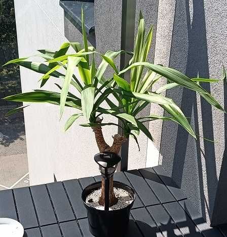 juka gwatemalska (Yucca elephantipes) XXL + GRATIS