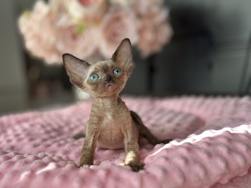 Niebieskooki chlopiec devon rex