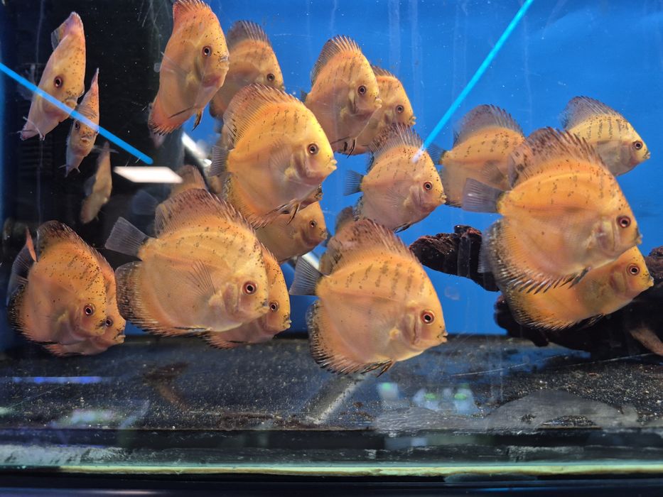 Paletki  Kraków (Swoszowice)