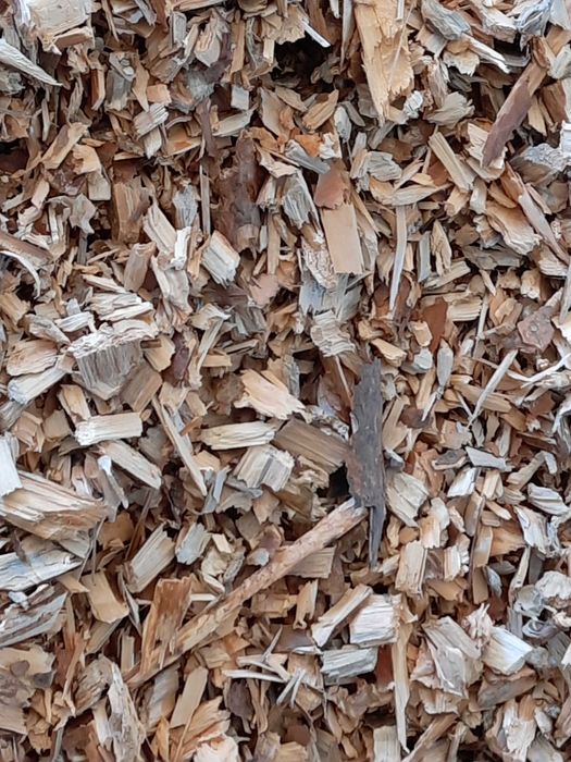 Zrębka sosnowa sucha