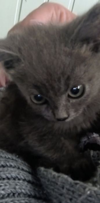 ТЕРМІНОВО! Кошеня шукає дім! Кропивницький