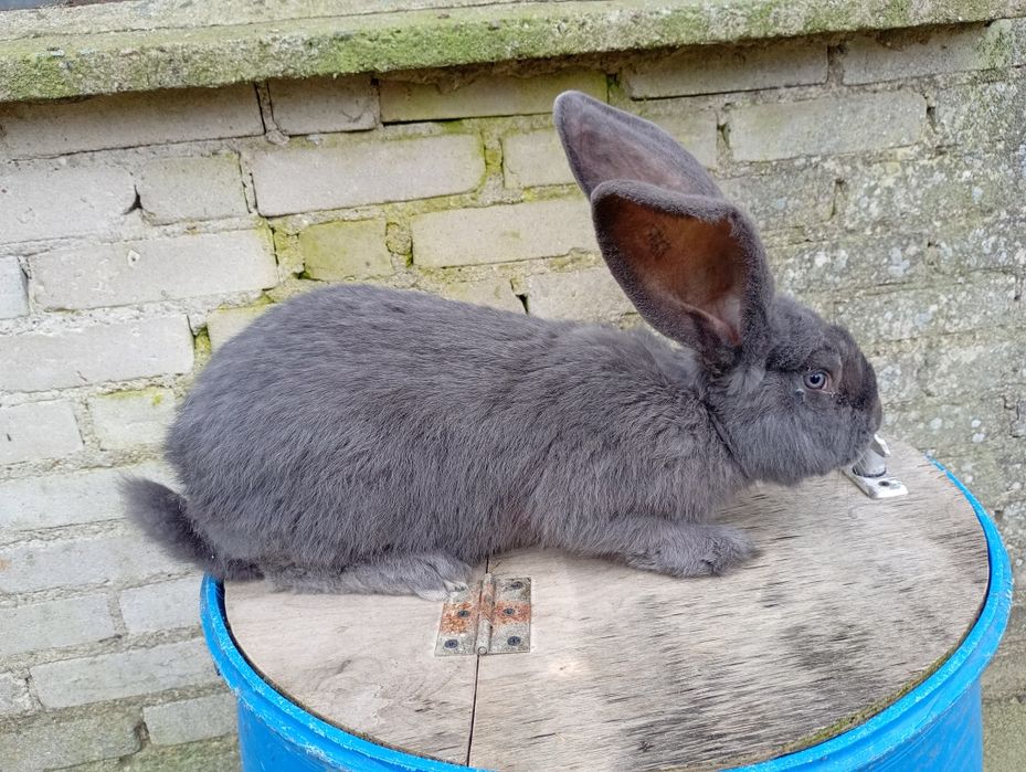 Samiec olbrzym belgijski