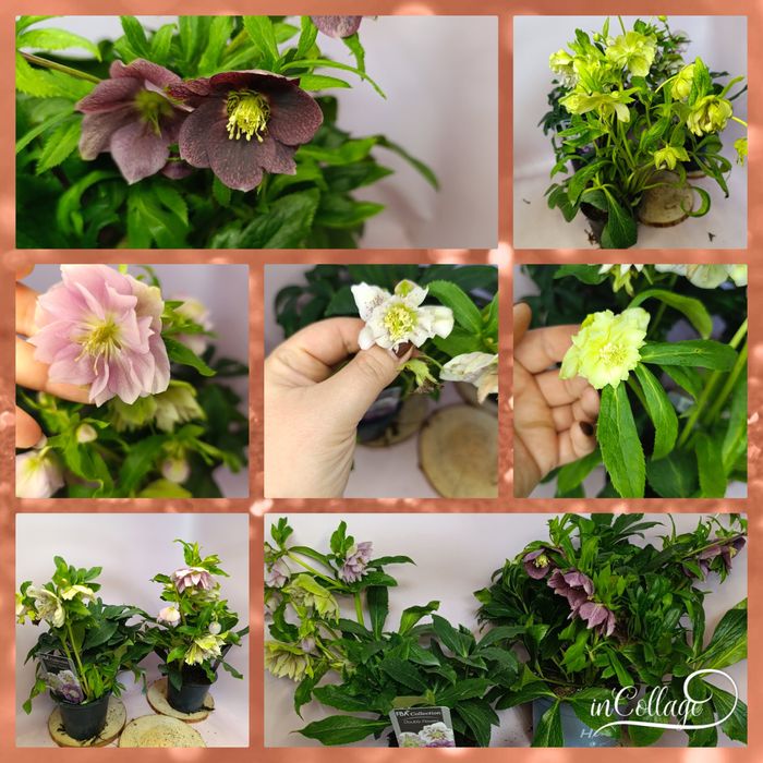 Хвойні,морозник Вікторія,ілекс,клен,верес,фотінія,хости,вейгела,ялинка