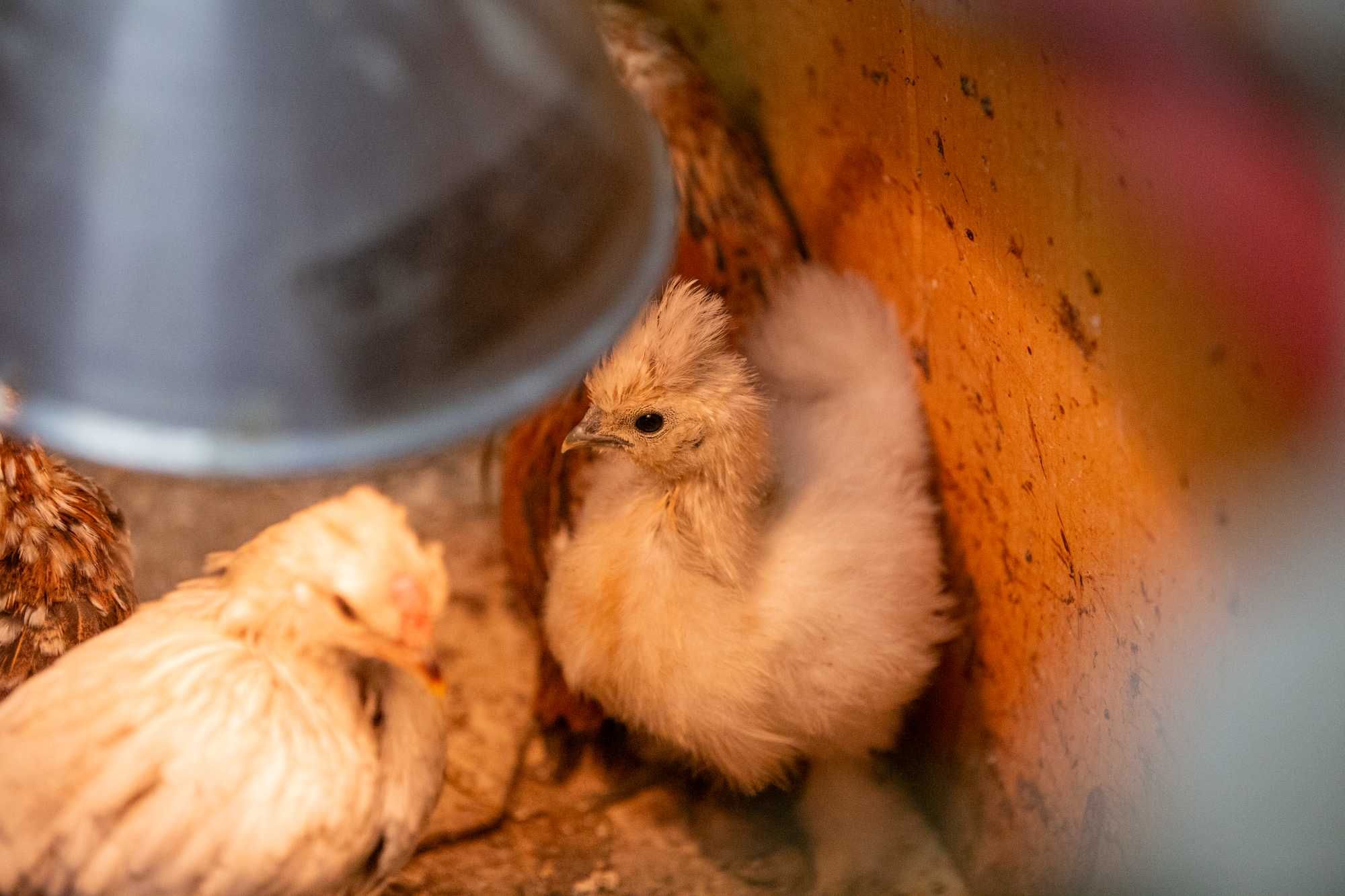 Kurczęta, kurczaki kurek ozdobnych. Cudeńka mixy.
