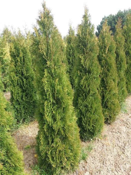Thuja smaragd   180 - 200 cm,  promocja