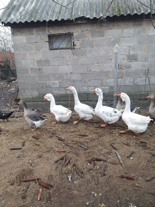 Семя гусей на племя