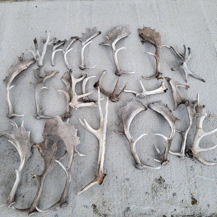 Zrzuty poroża poroza