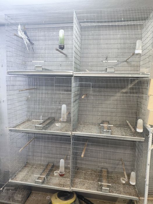 Gaiolas criação e voadeira