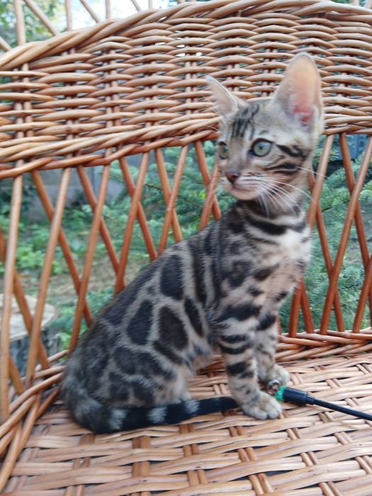 Яркая бенгальская кошечка