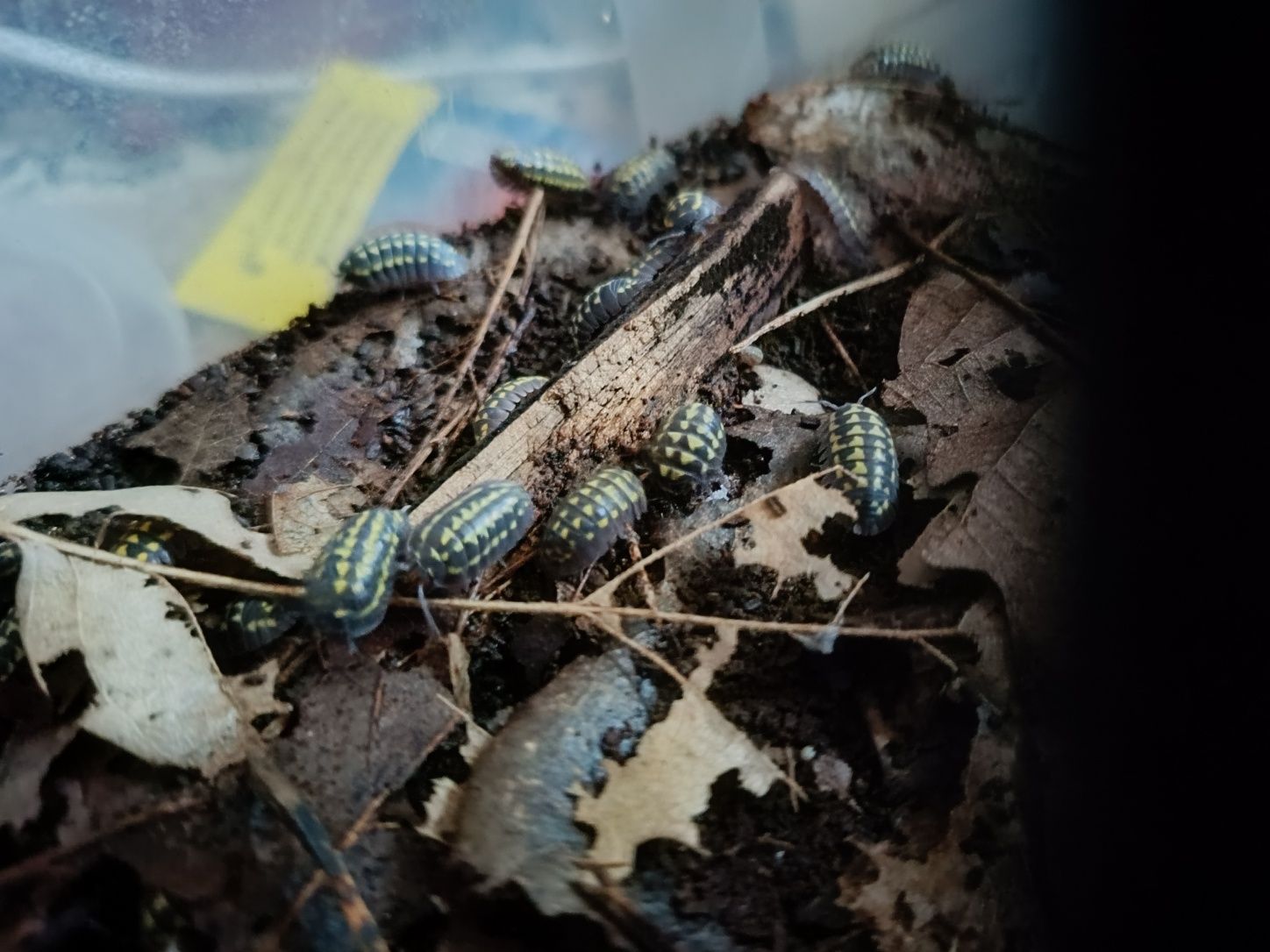 Armadilidium gestroi pakiet 10szt im więcej tym taniej isopody kulanki