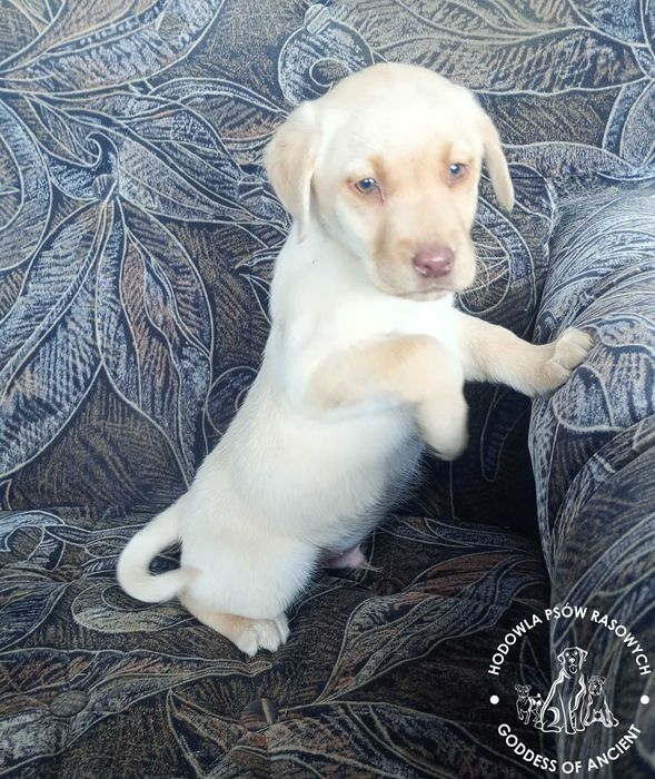 Labrador Retriever biszkoptowy piesek rodowód