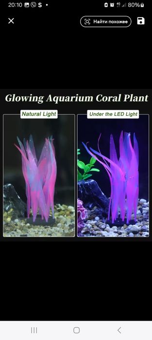 Водоросль в акваріум