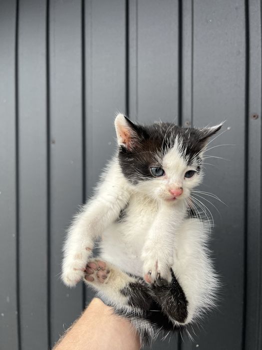 Oddam małe koty w dobre ręce