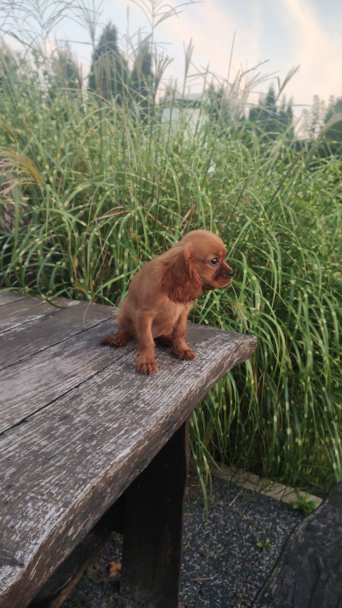 Cavalier King Charles Spaniel chłopak Ruby