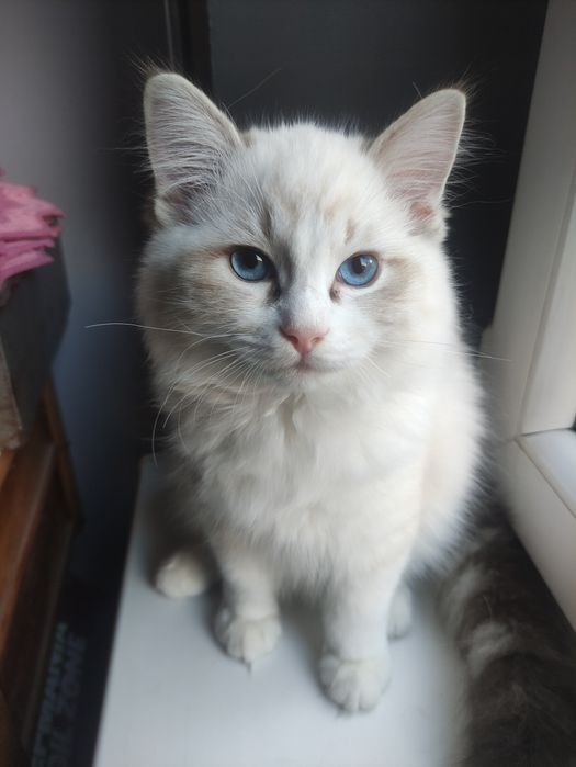 Cookie. Kot Ragdoll. Rodowód. Gotowy do zmiany domu.