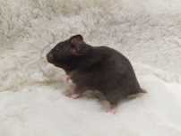 Chomik Syryjski Black (samiec) MASSON