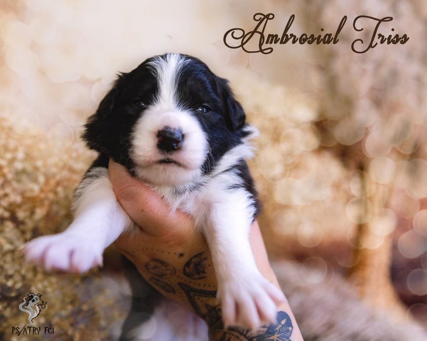 Psiatry FCI Border Collie suczka czarno biała