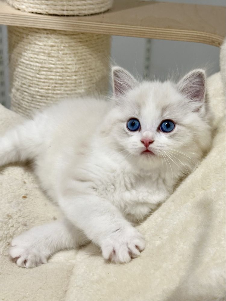 Kot Ragdoll, kocurek seal bicolor i kotka lynx - gotowe do zmiany domu