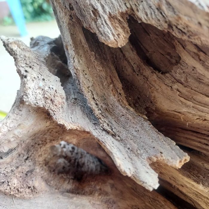 Duży naturalny, masywny korzeń do terrarium