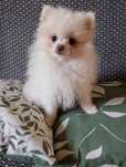 Szpic Miniaturowy Pomeranian Piesek