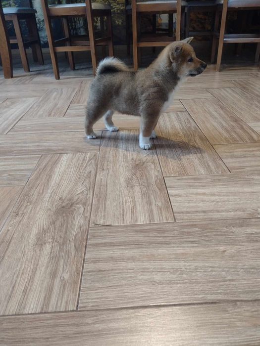 Shiba Inu piesek