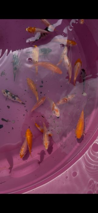 Carpas koi criacao 2025