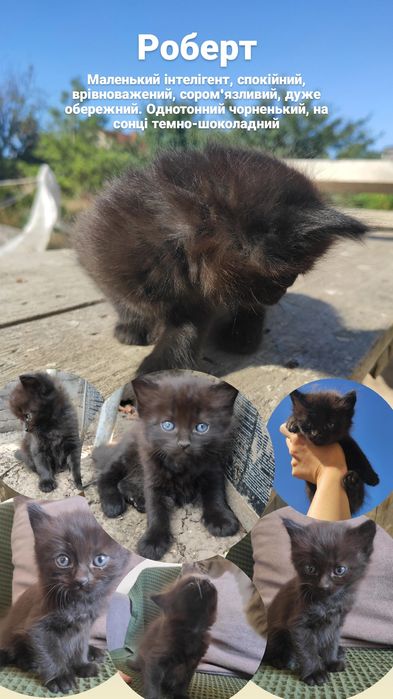 Кіт чорний рудий кот рыжий черный