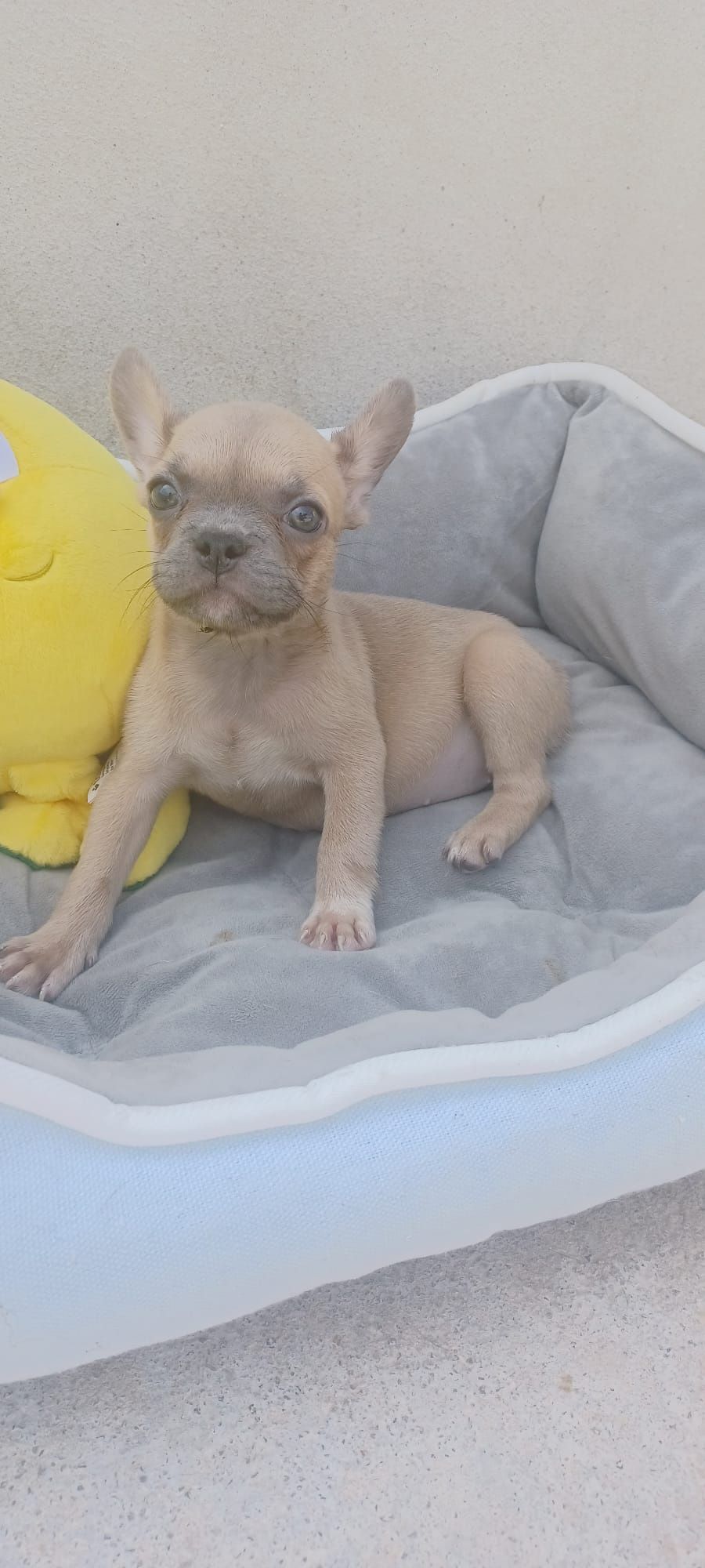 Bulldog francês fêmea