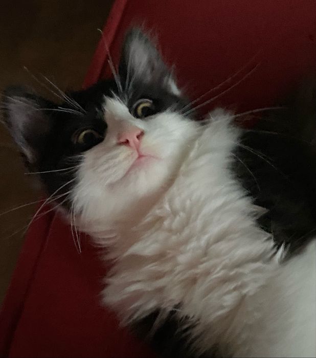 Котик Фелікс три місяці безкоштовно