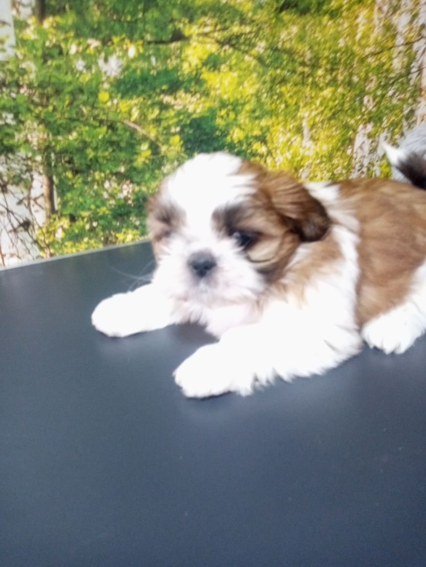 piesek shih tzu poleca się