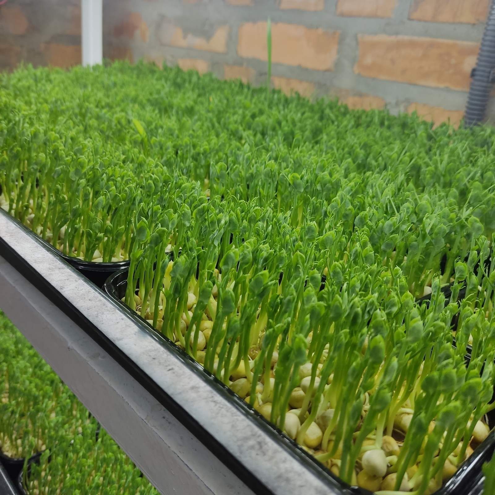 Microgreen, мікрозелень, мікрогрін