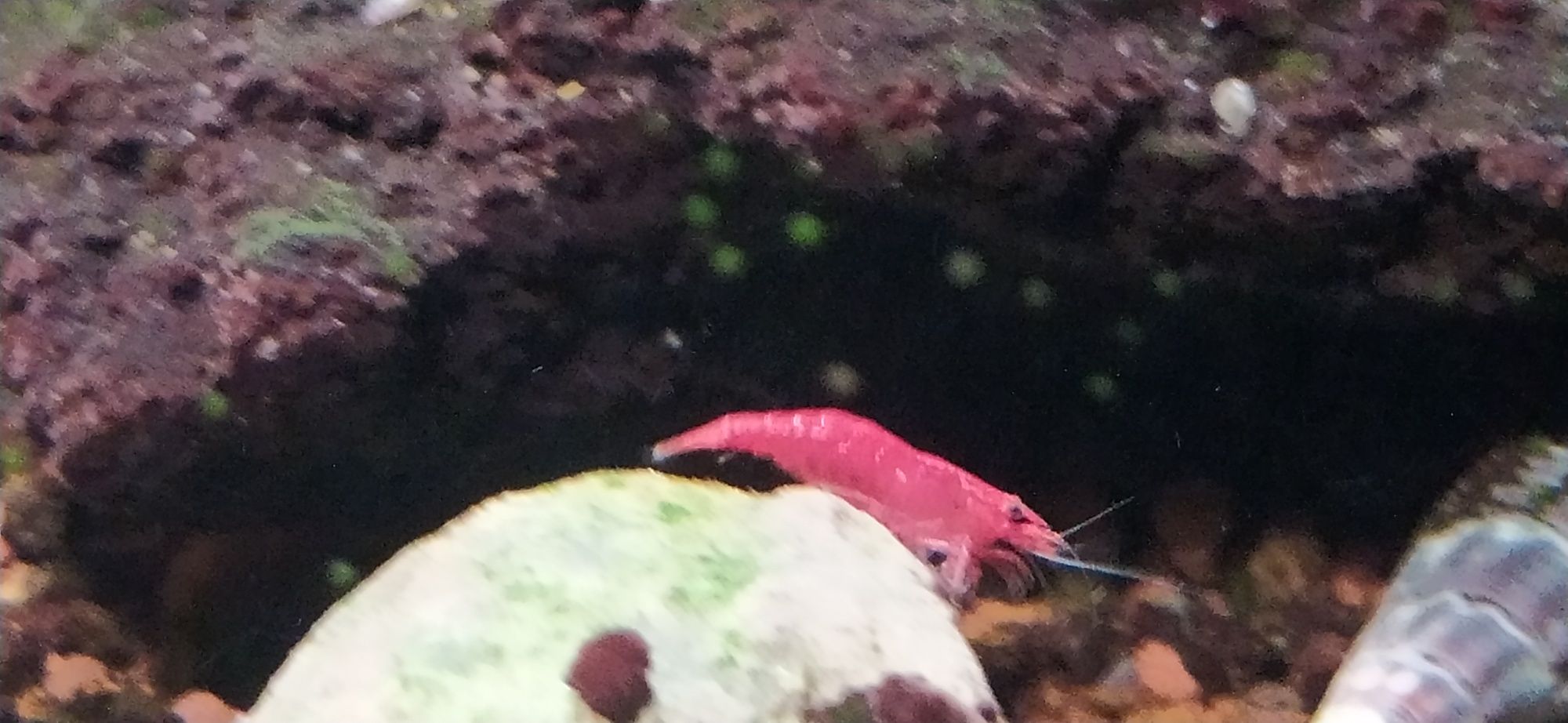 Neocardina red chery