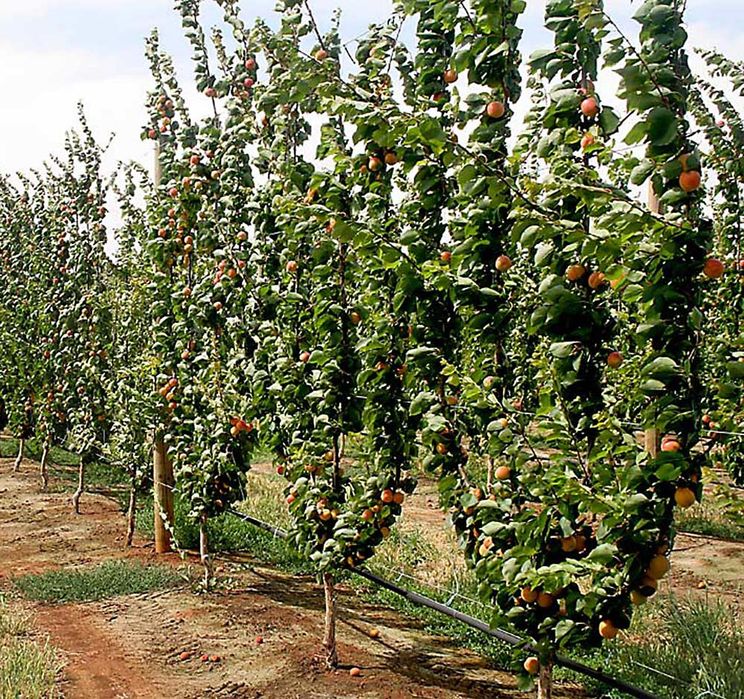 Плодові дерева. Саджанці плодових дерев. Абрикос. Груша. Персик. Череш