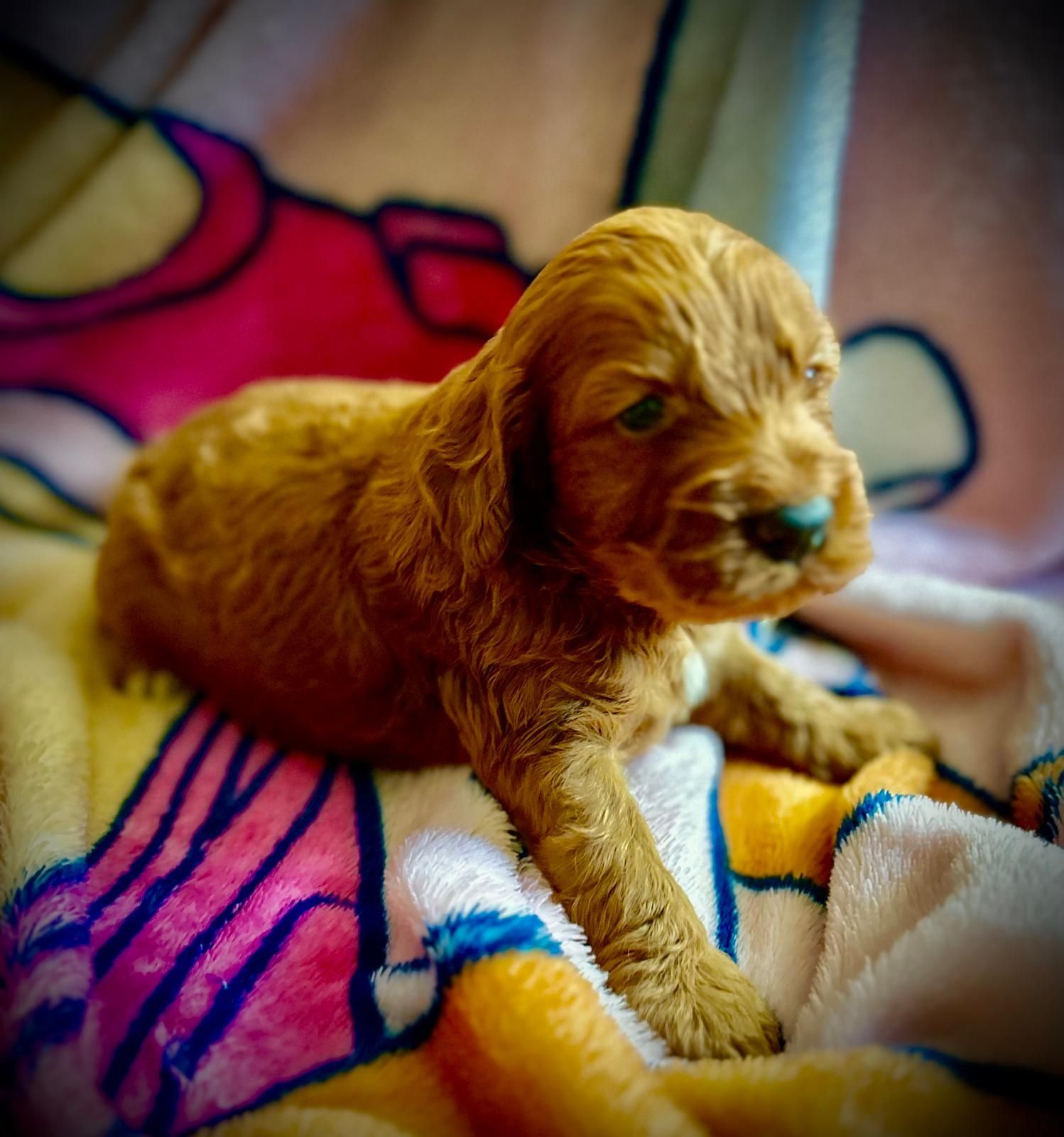 Piesek red cockapoo