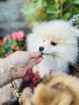 Pomeranian szpic miniaturowy ZKwP sliczny chlopczyk Armani