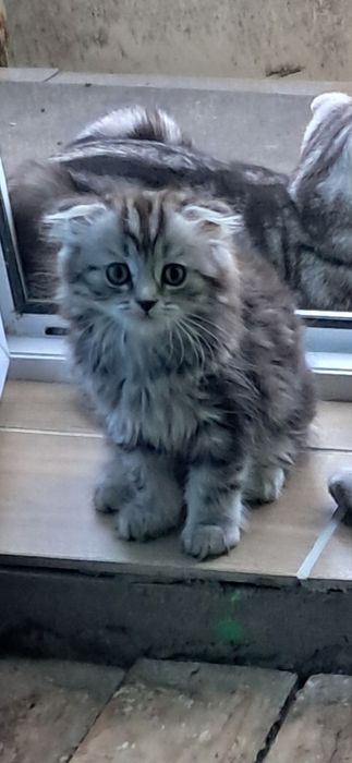 Шотландский веслоухий котенок