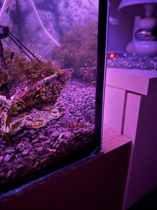 Akwarium 120 litrów - pełny zestaw z życiem i całym wyposażeniem