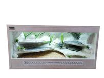 Terrarium pustynne nr653 80/40/40 dla gekona lamparciego NA ZAMÓWIENIE