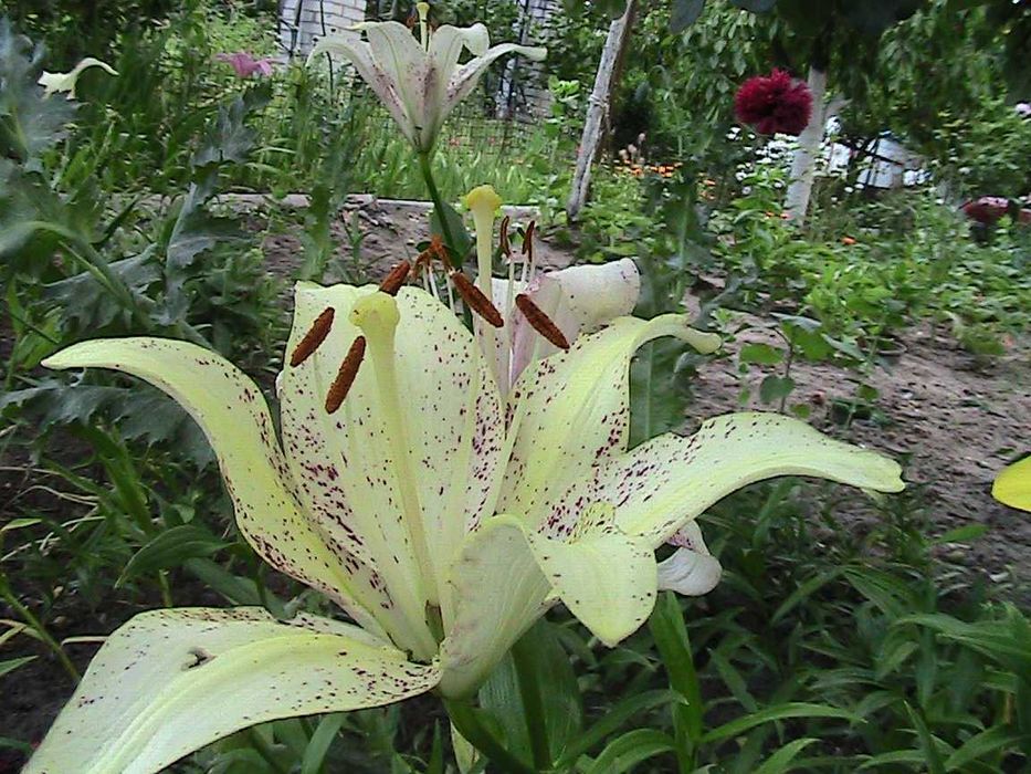 элитные лилии в саду