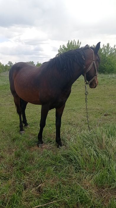 Продам кобилу робочу