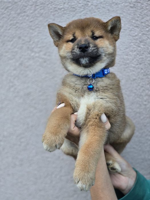 SHIBA INU szczeniak metryka piesek pies do odbioru szczenię