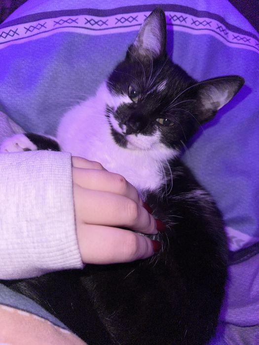 Віддаю двох котиків, хлопчики