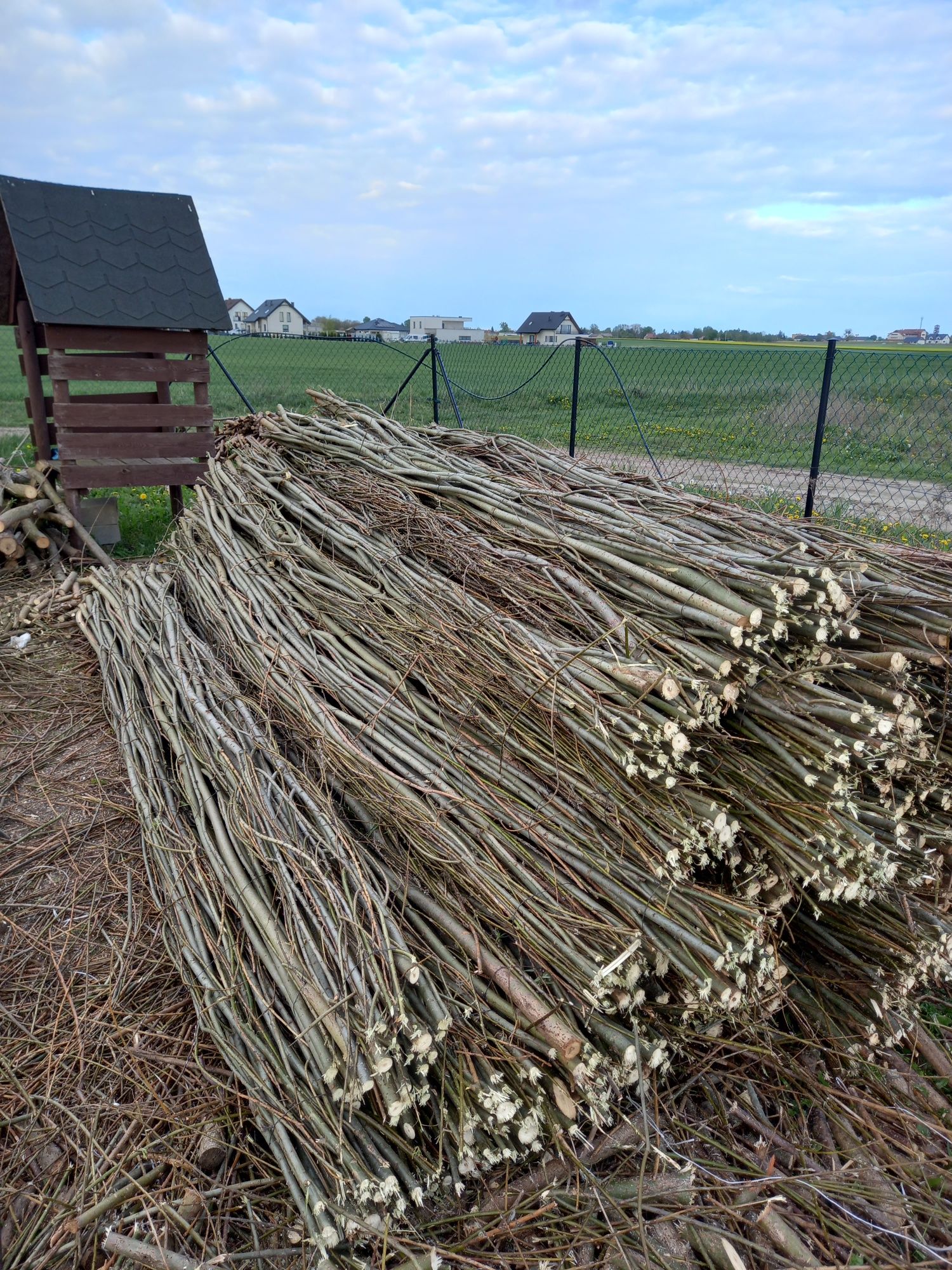 Firma melioracyjna oferuje Kiszka faszynowa,wierzba energetyczna