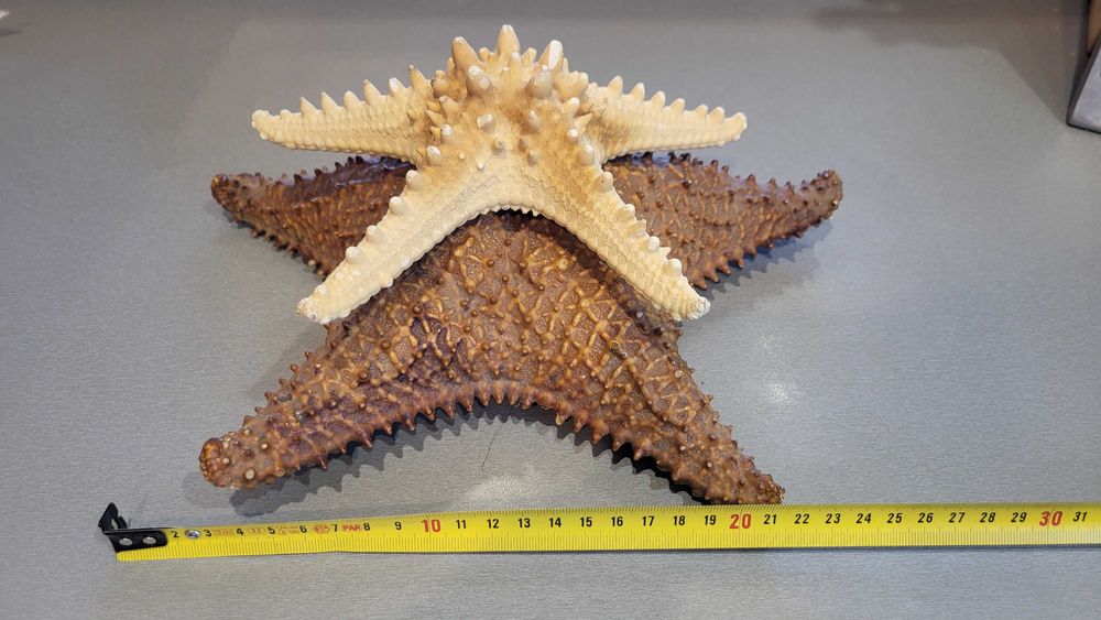 Океанічні мушлі ракушки зірка