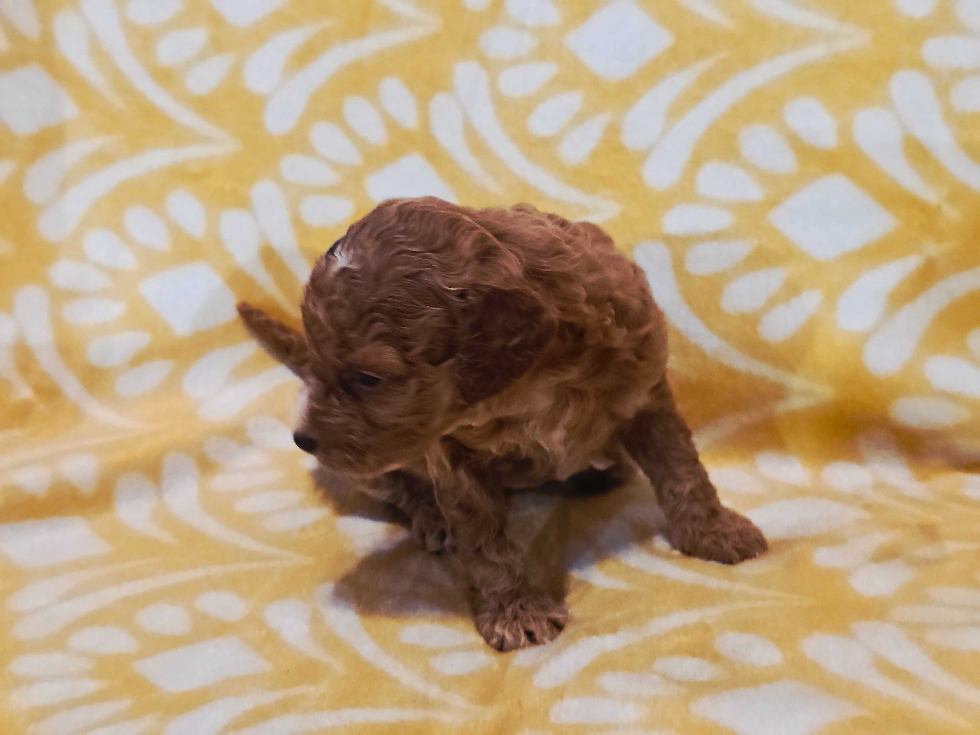 Pudel miniaturowy