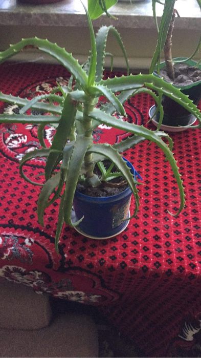 Алоє 5 і 4 роки «Товсте соковите листя»