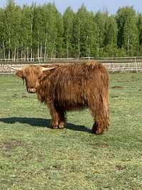 Krowy szkockie Highland cattle agroturystyka