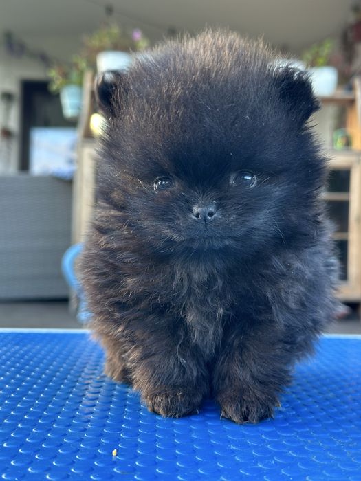 Szpic miniaturowy pomeranian